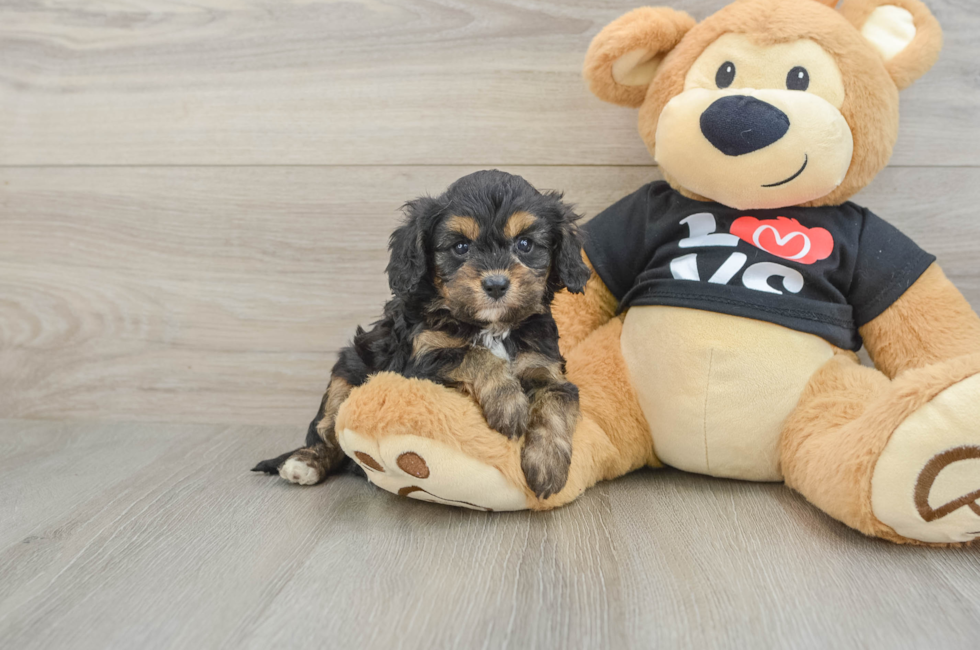 7 week old Cavapoo Puppy For Sale - Seaside Pups