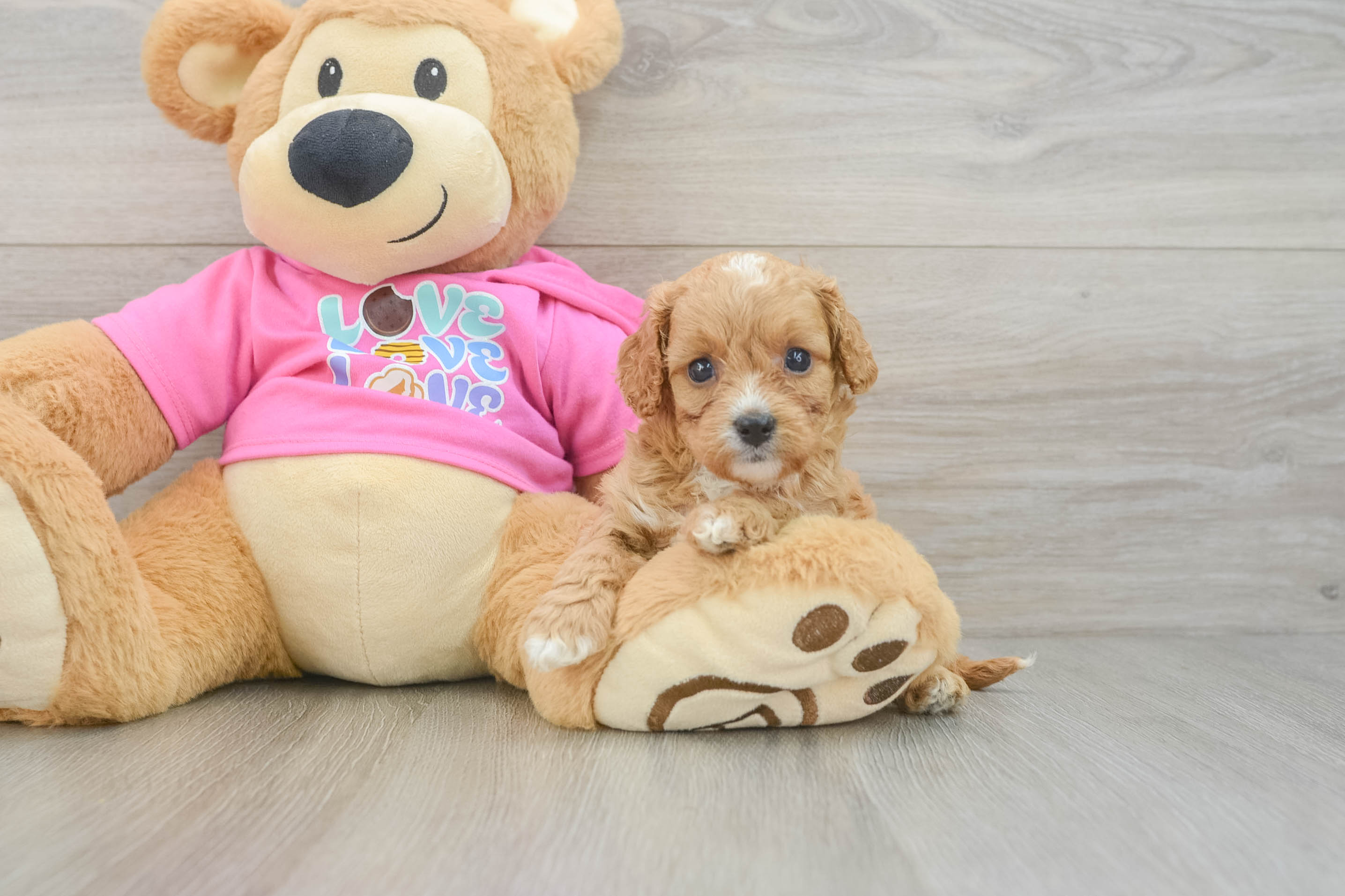 Cavapoo Pup Being Cute