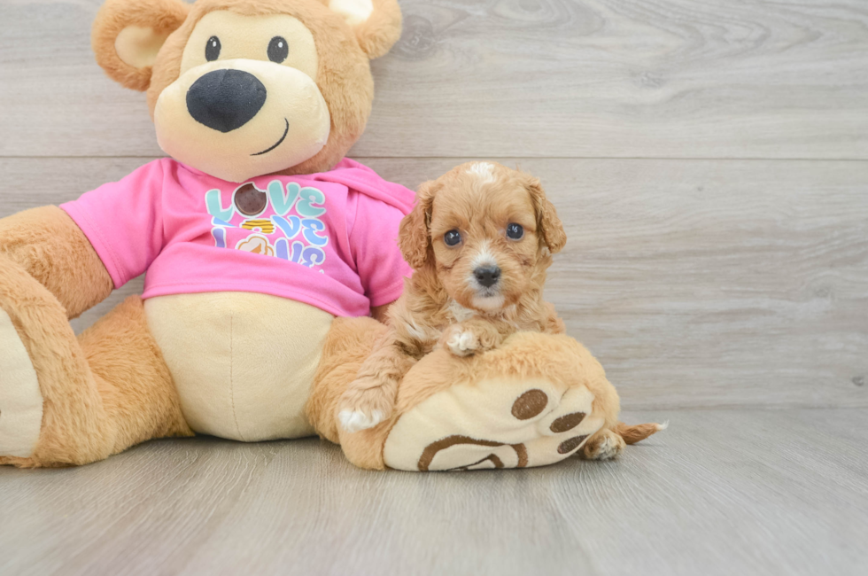 7 week old Cavapoo Puppy For Sale - Seaside Pups