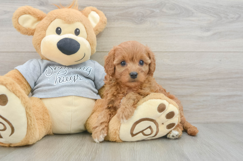 5 week old Cavapoo Puppy For Sale - Seaside Pups