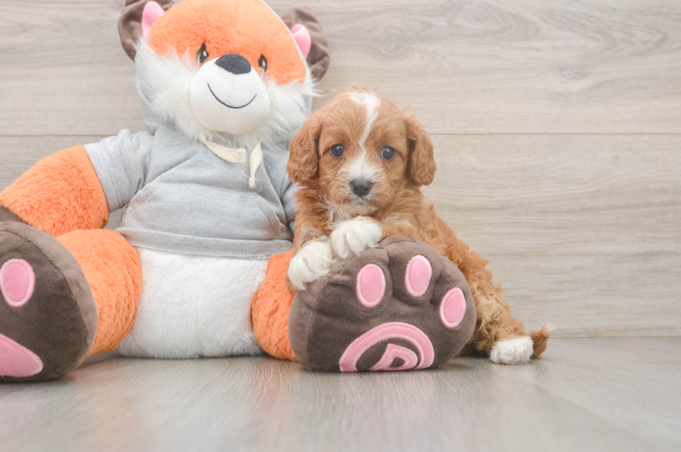 5 week old Cavapoo Puppy For Sale - Seaside Pups