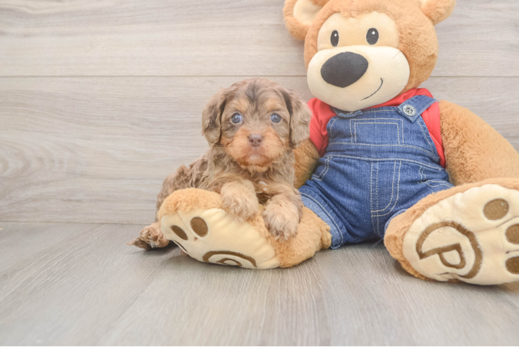 Energetic Cavoodle Poodle Mix Puppy