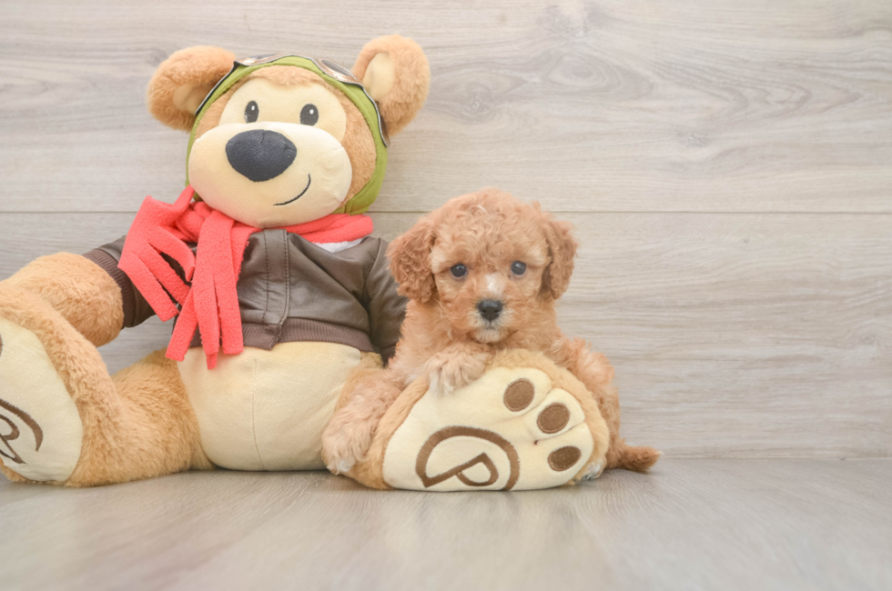 5 week old Cavapoo Puppy For Sale - Seaside Pups