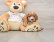 8 week old Cavapoo Puppy For Sale - Seaside Pups