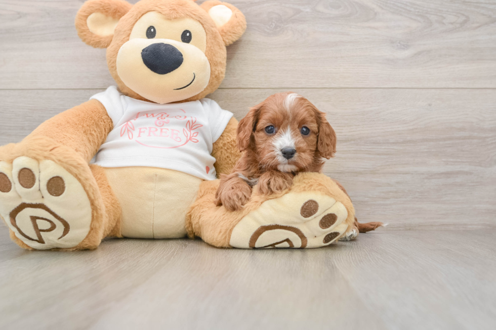 Popular Cavapoo Poodle Mix Pup