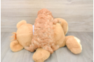 Cavapoo Puppy for Adoption