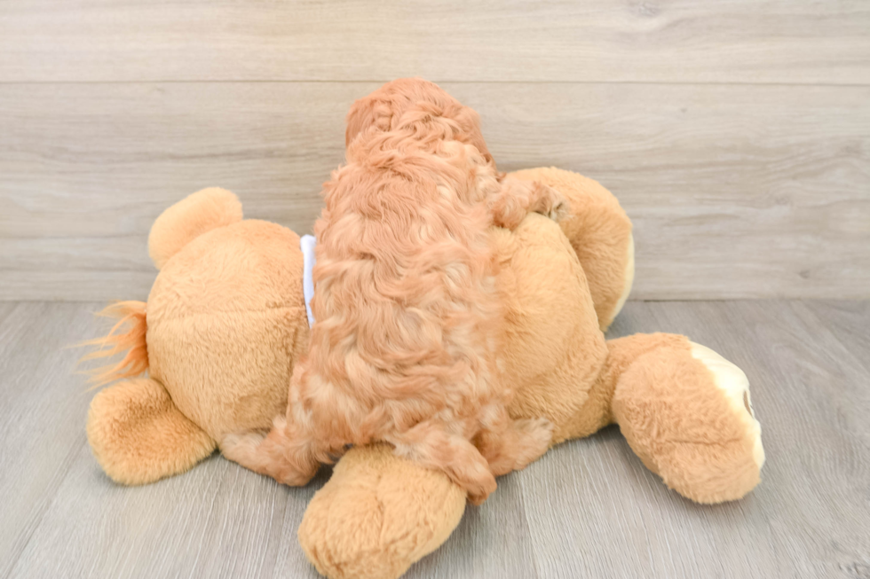 Cavapoo Puppy for Adoption