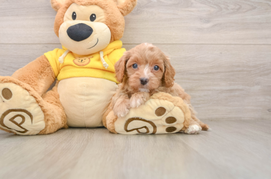 Best Cavapoo Baby