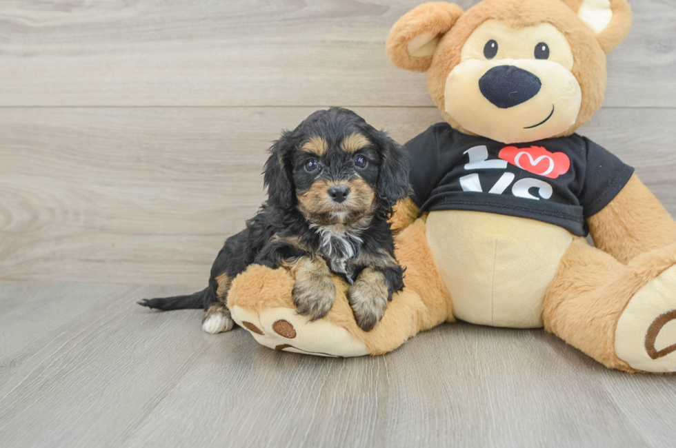 8 week old Cavapoo Puppy For Sale - Seaside Pups