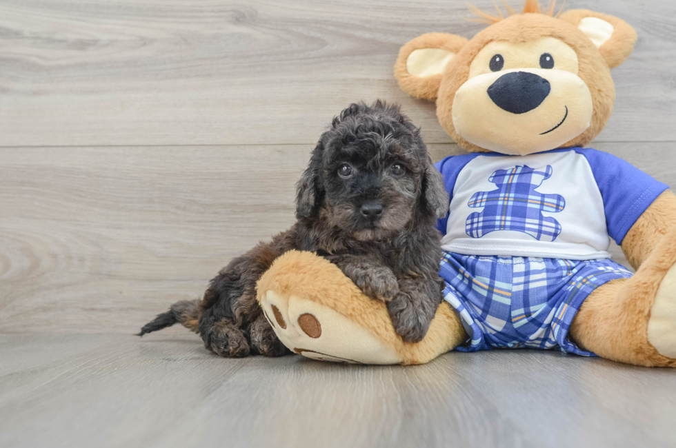 7 week old Cavapoo Puppy For Sale - Seaside Pups