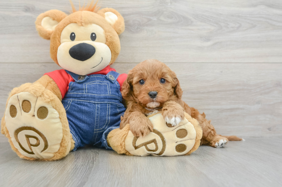 5 week old Cavapoo Puppy For Sale - Seaside Pups