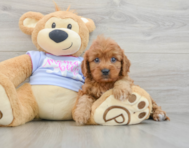 7 week old Cavapoo Puppy For Sale - Seaside Pups