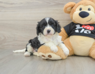 8 week old Cavapoo Puppy For Sale - Seaside Pups