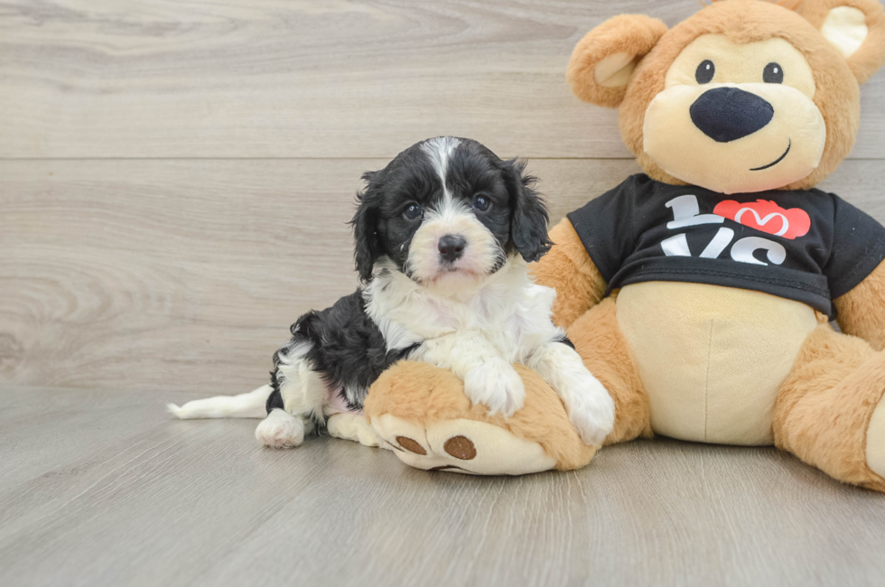 8 week old Cavapoo Puppy For Sale - Seaside Pups