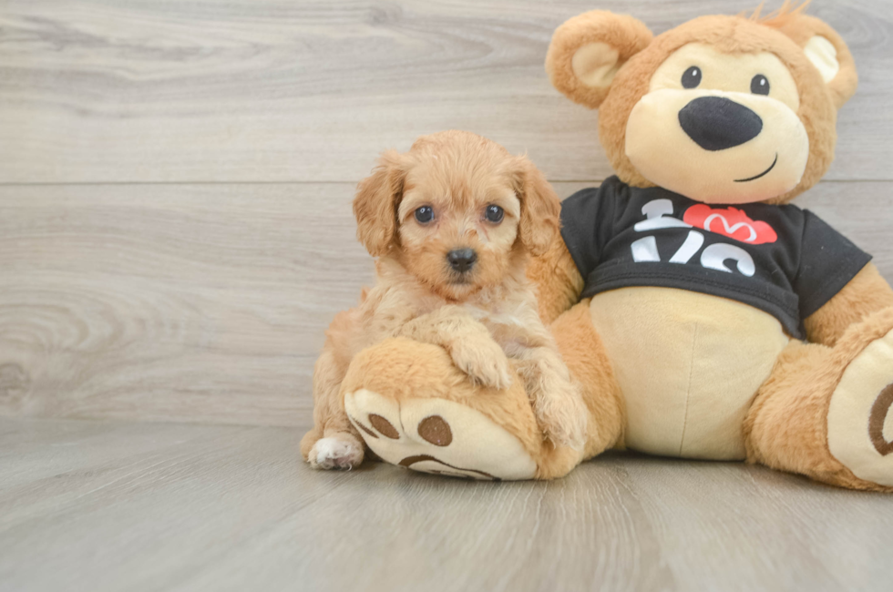 7 week old Cavapoo Puppy For Sale - Seaside Pups