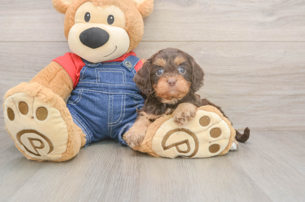 5 week old Cavapoo Puppy For Sale - Seaside Pups