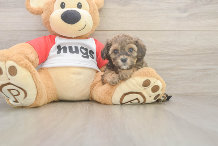 Happy Cavapoo Baby