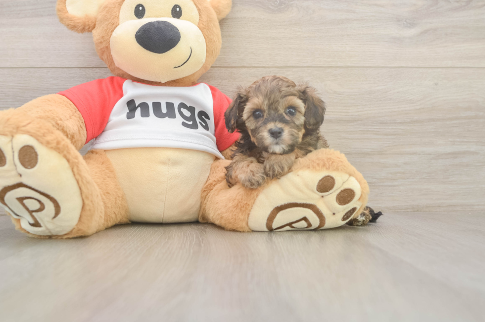 5 week old Cavapoo Puppy For Sale - Seaside Pups