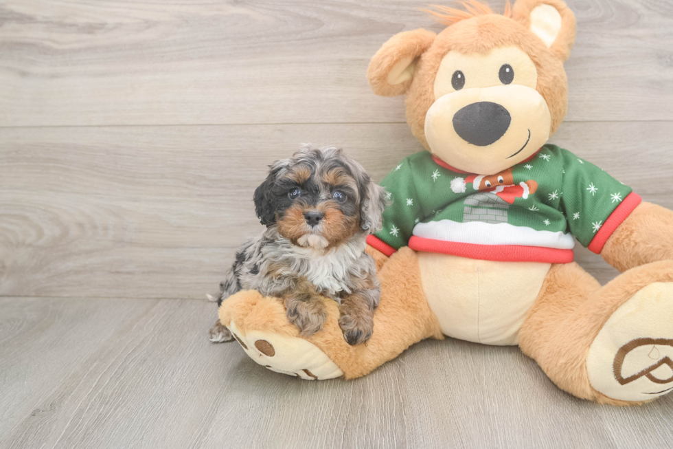 Cavapoo Puppy for Adoption