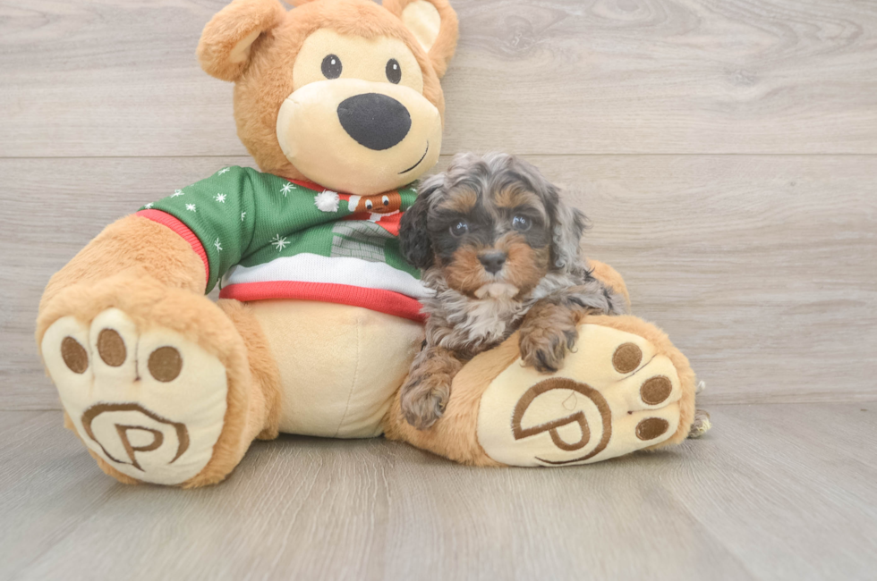 5 week old Cavapoo Puppy For Sale - Seaside Pups