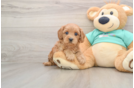 Cavapoo Puppy for Adoption
