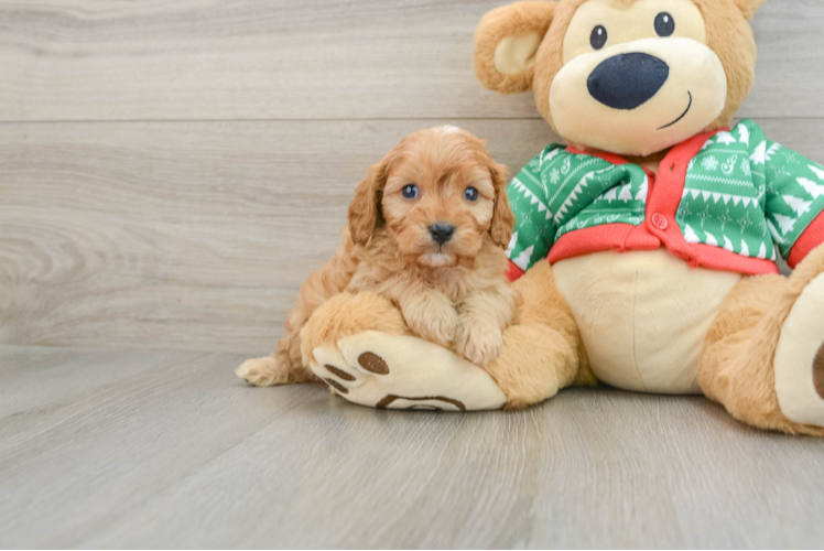 Fluffy Cavapoo Poodle Mix Pup