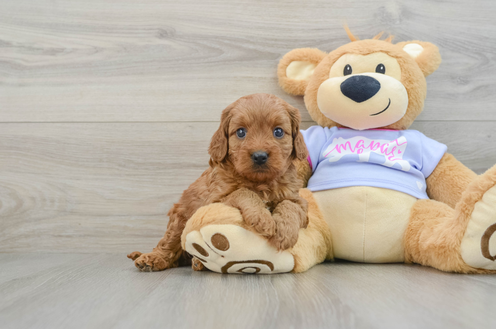 6 week old Cavapoo Puppy For Sale - Seaside Pups