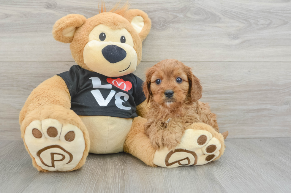 6 week old Cavapoo Puppy For Sale - Seaside Pups