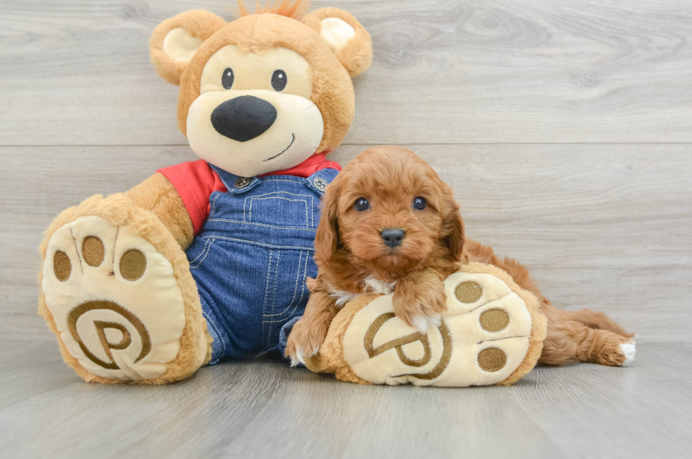 5 week old Cavapoo Puppy For Sale - Seaside Pups