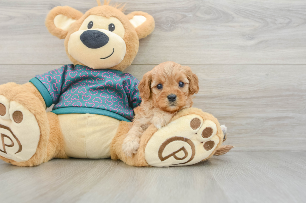 6 week old Cavapoo Puppy For Sale - Seaside Pups