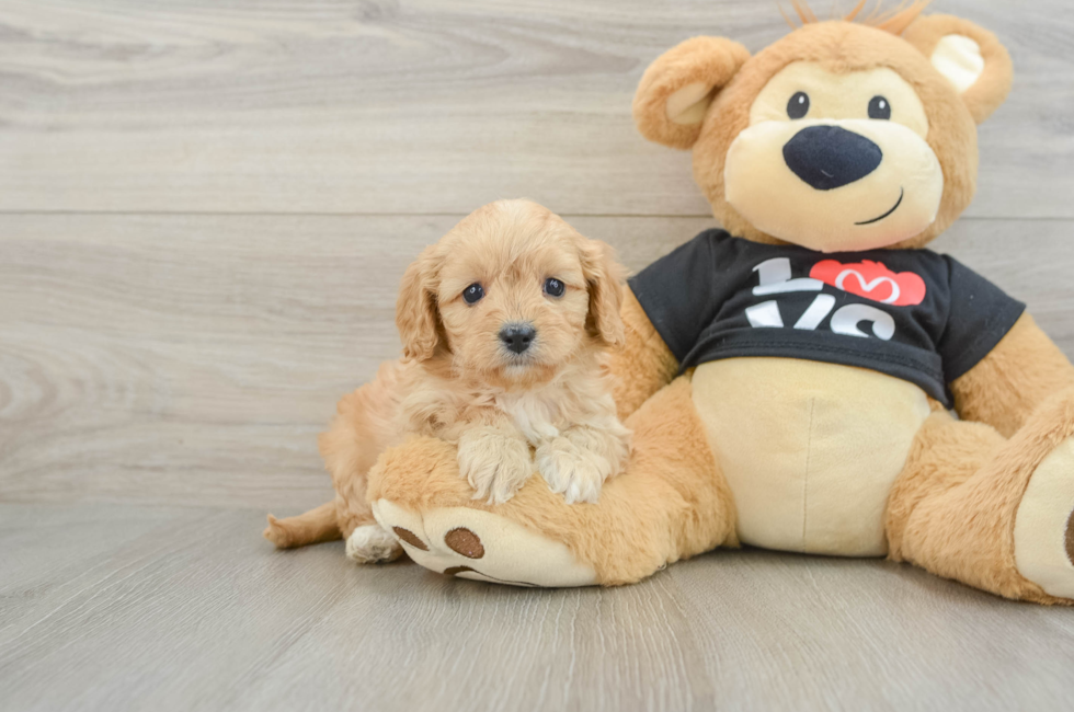 7 week old Cavapoo Puppy For Sale - Seaside Pups