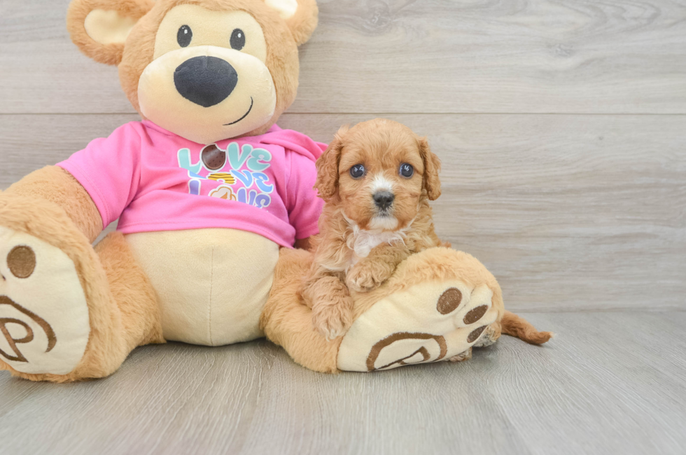 7 week old Cavapoo Puppy For Sale - Seaside Pups