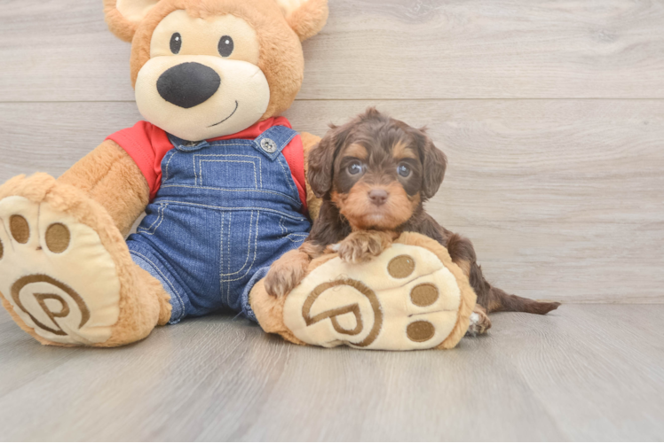 Cavapoo Pup Being Cute