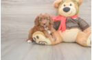 Small Cavapoo Baby