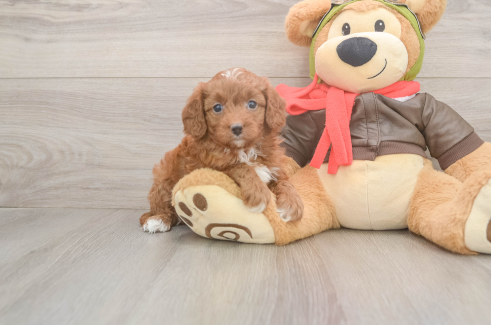 5 week old Cavapoo Puppy For Sale - Seaside Pups
