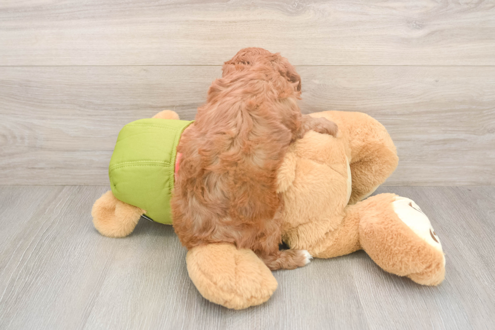 Energetic Cavoodle Poodle Mix Puppy