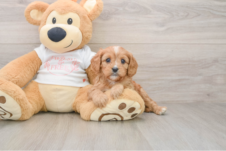 Cavapoo Pup Being Cute