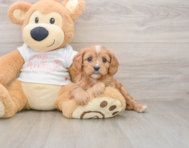 9 week old Cavapoo Puppy For Sale - Seaside Pups