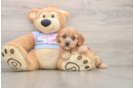 Best Cavapoo Baby