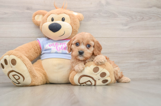 Best Cavapoo Baby