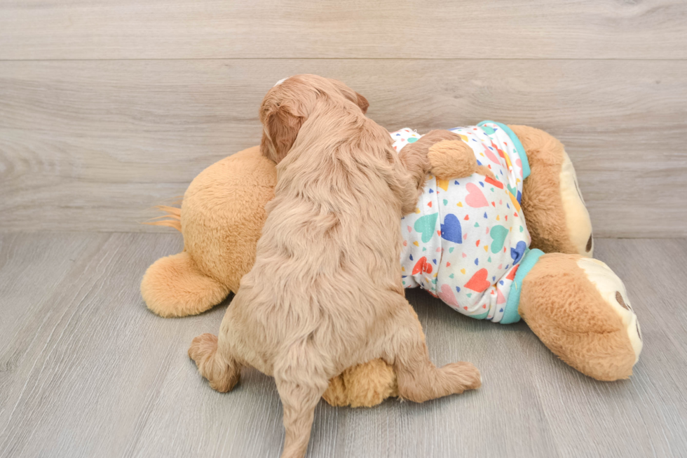 Funny Cavapoo Poodle Mix Pup