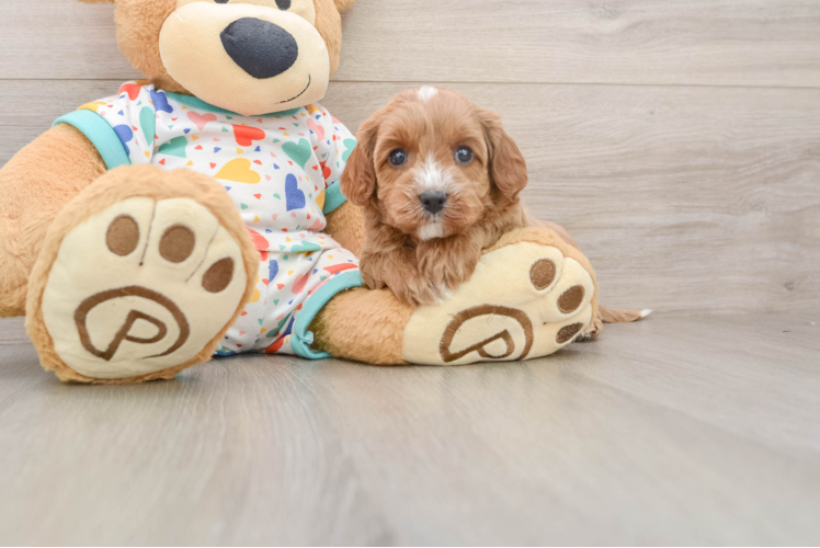 Little Cavipoo Poodle Mix Puppy