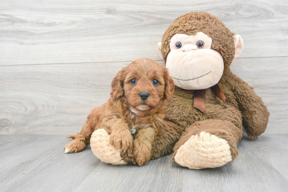 Cute Cavapoo Baby