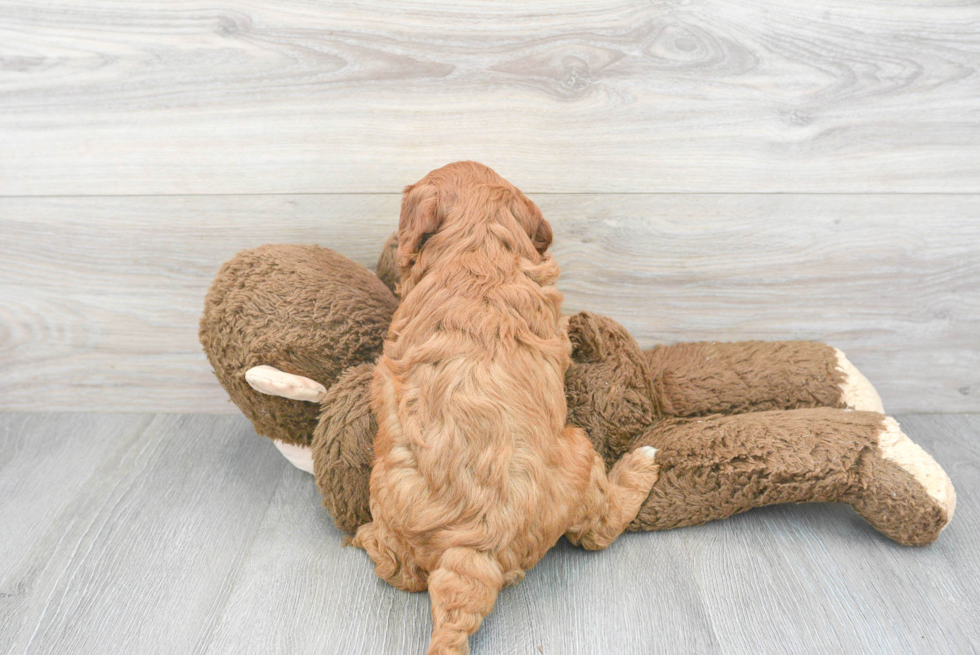 Energetic Cavoodle Poodle Mix Puppy