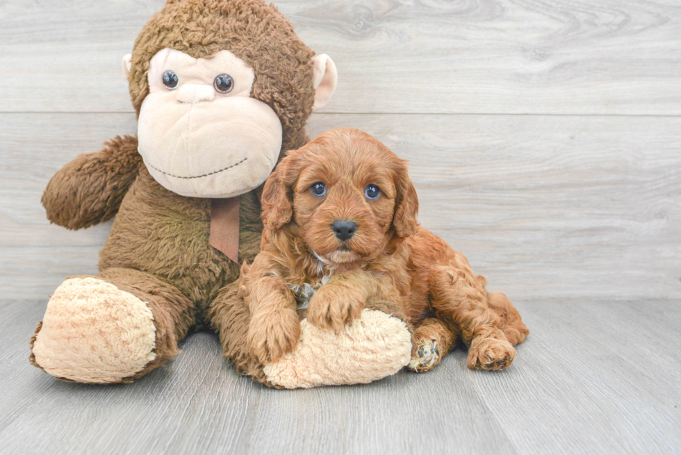 Best Cavapoo Baby