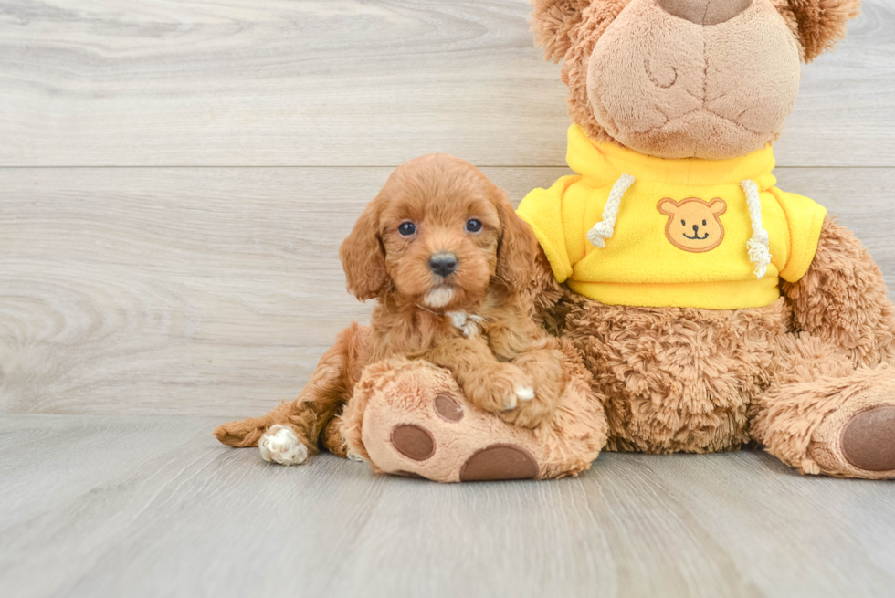 Meet Caitlin - our Cavapoo Puppy Photo  2/3 - Seaside Pups Little Cavipoo Poodle Mix Puppy
