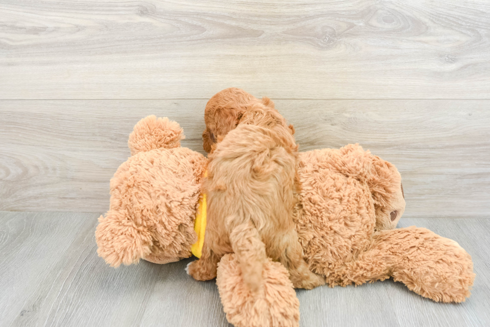 Meet Caitlin - our Cavapoo Puppy Photo  3/3 - Seaside Pups Cavapoo Pup Being Cute