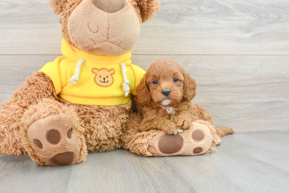 Meet Caitlin - our Cavapoo Puppy Photo  1/3 - Seaside Pups Popular Cavapoo Poodle Mix Pup