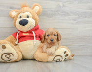 6 week old Cavapoo Puppy For Sale - Seaside Pups