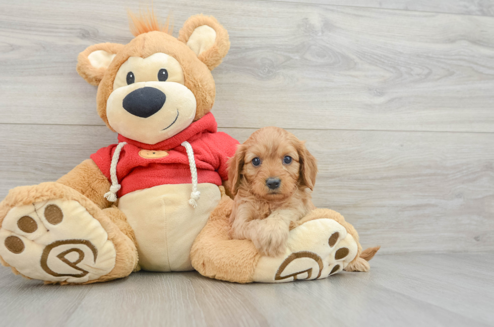 5 week old Cavapoo Puppy For Sale - Seaside Pups